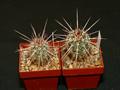Echinocereus engelmannii